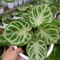 Anthurium Dorayaki x Silver blush