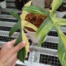 Philodendron Florida beauty free phytosanitary