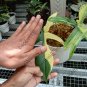 Philodendron Florida beauty free phytosanitary