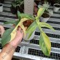 Philodendron Florida beauty free phytosanitary