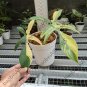 Philodendron Florida beauty free phytosanitary