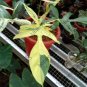 Philodendron Florida beauty free phytosanitary