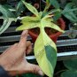 Philodendron Florida beauty free phytosanitary