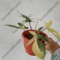 Philodendron Florida beauty free phytosanitary