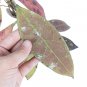 HOYA LAMBI RED free phytosanitary