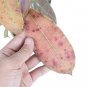HOYA LAMBI RED free phytosanitary