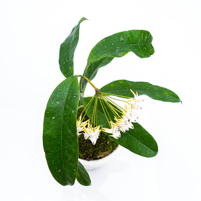 HOYA MULTIFLORA JAVA free phytosanitary