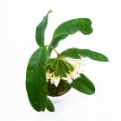 HOYA MULTIFLORA JAVA free phytosanitary