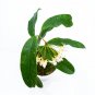 HOYA MULTIFLORA JAVA free phytosanitary
