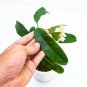 HOYA MULTIFLORA JAVA free phytosanitary