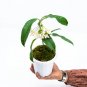 HOYA MULTIFLORA JAVA free phytosanitary