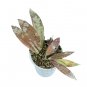 HOYA BORNEO free phytosanitary