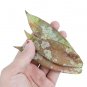 HOYA BORNEO free phytosanitary