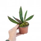 HOYA  SULAWESIAN free phytosanitary