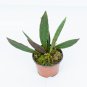 HOYA  SULAWESIAN free phytosanitary