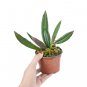 HOYA  SULAWESIAN free phytosanitary