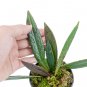 HOYA  SULAWESIAN free phytosanitary