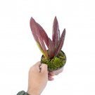 HOYA RED SULAWESIAN free phytosanitary