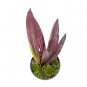 HOYA RED SULAWESIAN free phytosanitary