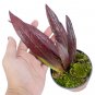 HOYA RED SULAWESIAN free phytosanitary