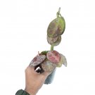 HOYA RED WAYMANIA free phytosanitary