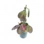 HOYA RED WAYMANIA free phytosanitary