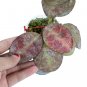 HOYA RED WAYMANIA free phytosanitary