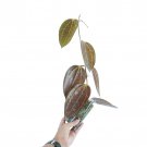 HOYA MACROPHYLA RED free phytosanitary