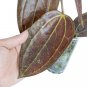 HOYA MACROPHYLA RED free phytosanitary