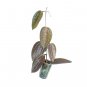 HOYA MACROPHYLA RED free phytosanitary