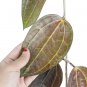 HOYA MACROPHYLA RED free phytosanitary