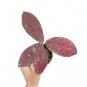 HOYA RED UNDULATA free phytosanitary