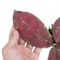 HOYA RED UNDULATA free phytosanitary