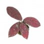 HOYA RED UNDULATA free phytosanitary