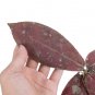 HOYA RED UNDULATA free phytosanitary