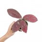 HOYA RED UNDULATA free phytosanitary