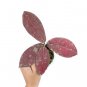 HOYA RED UNDULATA free phytosanitary