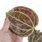 HOYA LATIFOLIA free phytosanitary