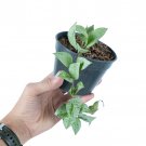 HOYA LACUNOSA SILVER free phytosanitary