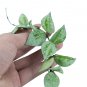 HOYA LACUNOSA SILVER free phytosanitary
