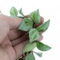 HOYA LACUNOSA SILVER free phytosanitary