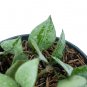 HOYA LACUNOSA SILVER free phytosanitary