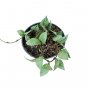 HOYA LACUNOSA SILVER free phytosanitary