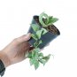 HOYA LACUNOSA SILVER free phytosanitary