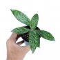HOYA PUBLICALYX free phytosanitary