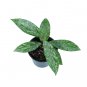 HOYA PUBLICALYX free phytosanitary