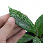 HOYA PUBLICALYX free phytosanitary