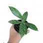 HOYA PUBLICALYX free phytosanitary