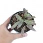 HOYA GALITIC SMT free phytosanitary