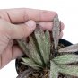 HOYA GALITIC SMT free phytosanitary